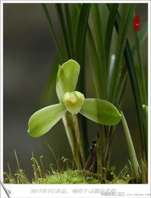 瀟湘素梅組培苗生長(zhǎng)記錄 1苗1芽4葉11cm優(yōu)質(zhì)栽培分析