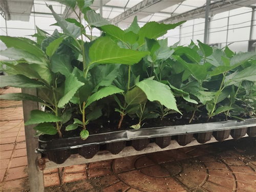 吉塞拉砧木苗 吉塞拉砧木苗哪里有 山東一滕田園美 推薦商家