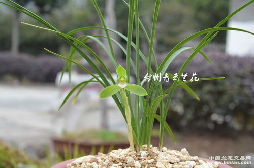 安琪石斛 純新草1苗1芽，開(kāi)品源自自家組培，看圖就有真相