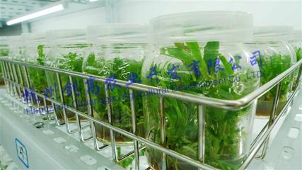 鐵皮石斛組培與馴化 從科技育苗到健康栽培的全面解析